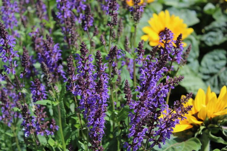 Top 10 Perennials for the Northeast