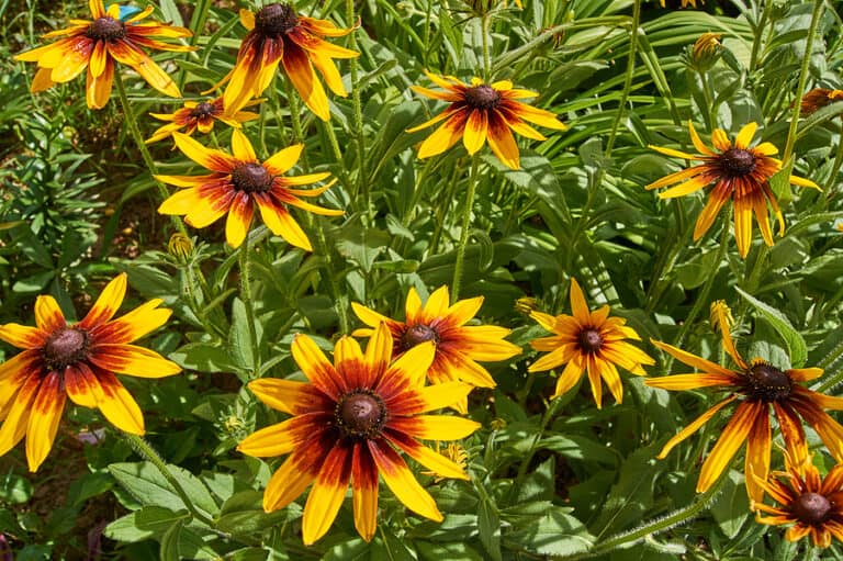 Top 10 Perennials for the Northeast - Stephens Landscaping Professionals