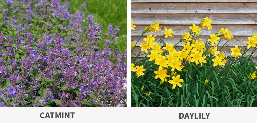 Stephens Landscaping Garden Center- Perennials That Keep On Giving-catmint and daylily blooms