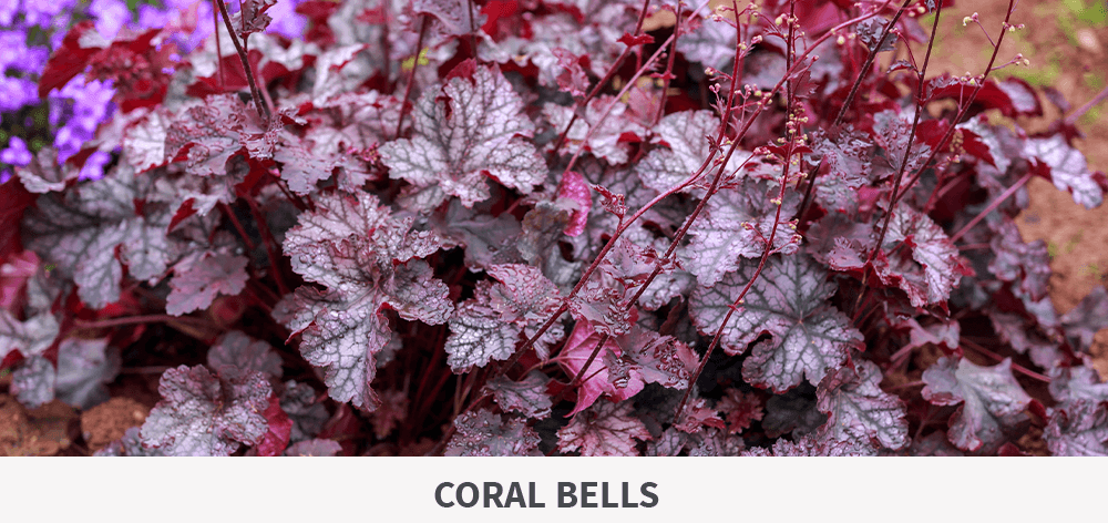 Stephens Landscaping Garden Center- Perennials That Keep On Giving-coral bells heuchera