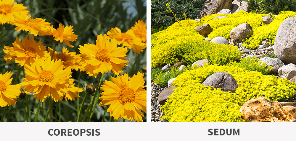 Stephens Landscaping Garden Center- Perennials That Keep On Giving-coreopsis and sedum blooms