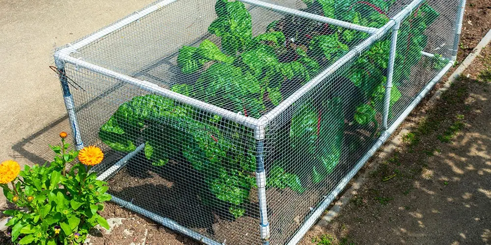 Stephens Landscaping Garden Center -Preventing Deer Damage-deer protection in garden