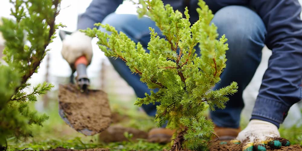 Stephens Landscaping Garden Center -Prevención de los daños causados por los ciervos-plantación de un arbusto de enebro