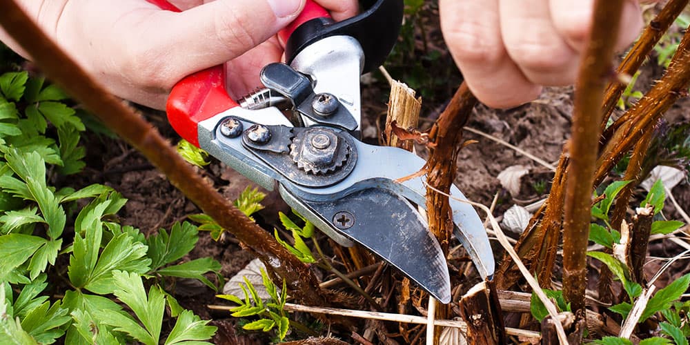 Stephens Landscaping Garden Center -Preventing Deer Damage-pruning back deer damage