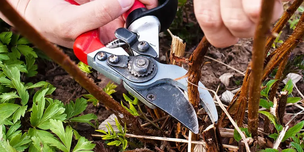 Stephens Landscaping Garden Center -Preventing Deer Damage-pruning back deer damage