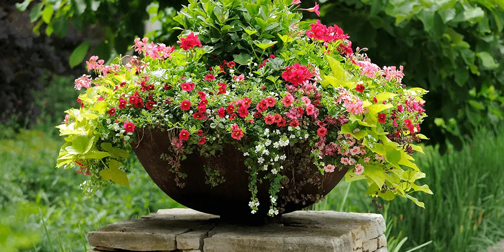 Stephens landscaping garden center-large spring planter