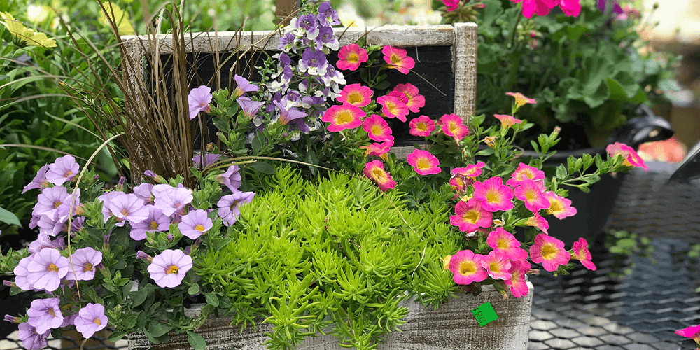 Stephens landscaping garden center-spring planter with calibrachoa