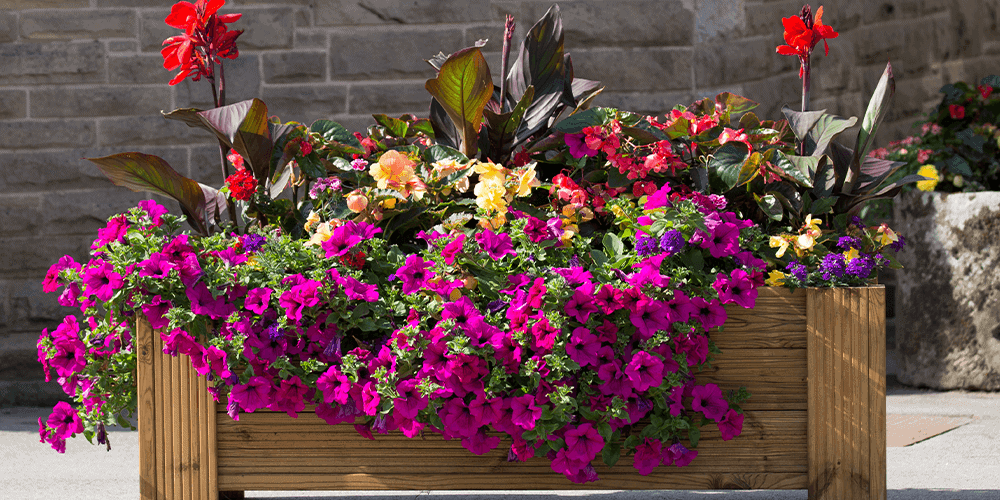 Centro de jardinería Stephens - jardinera de primavera caja de madera