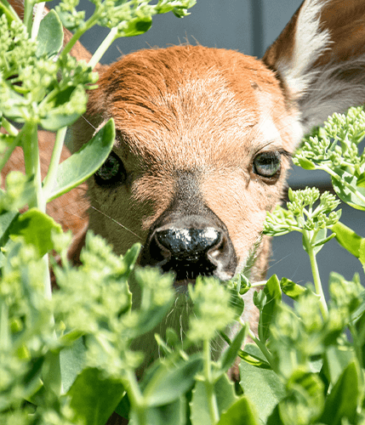 How to Prevent Deer Damage in Your Garden