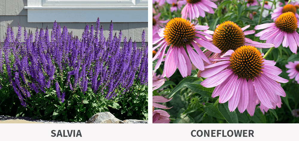 -salvia and coneflower blooms