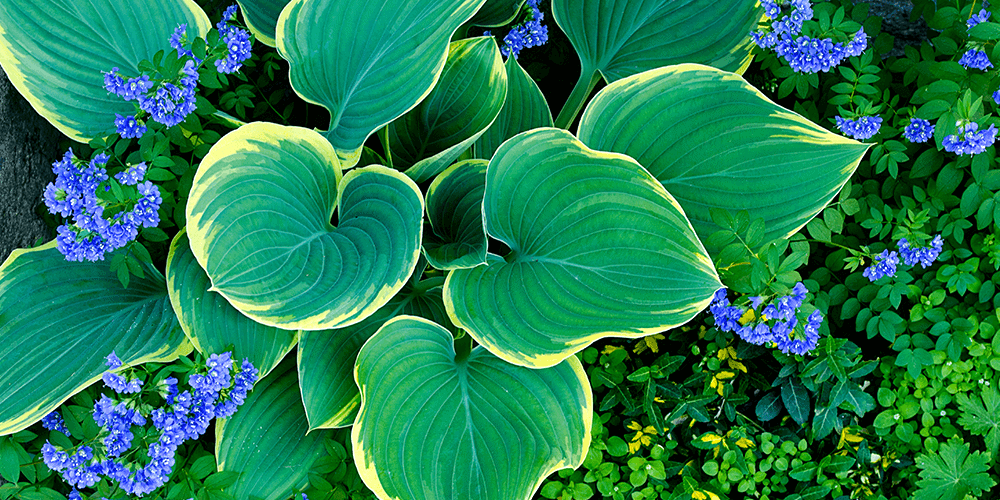 SL Garden Center-hosta in garden bold texture