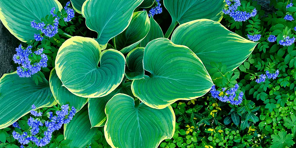 SL Garden Center-hosta in garden bold texture