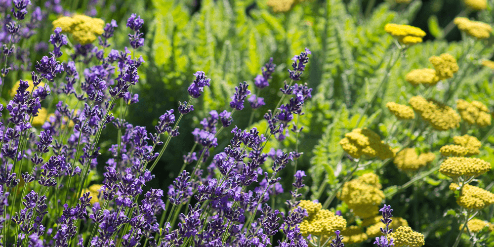 SL Garden Center-lavender and yarrow blooms