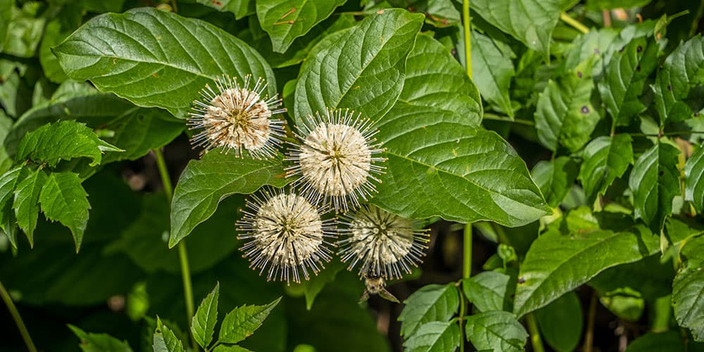 Stephens Landscaping Garden Center - button bush