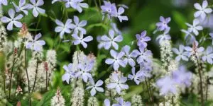 Stephens Landscaping Garden Center - native perennials