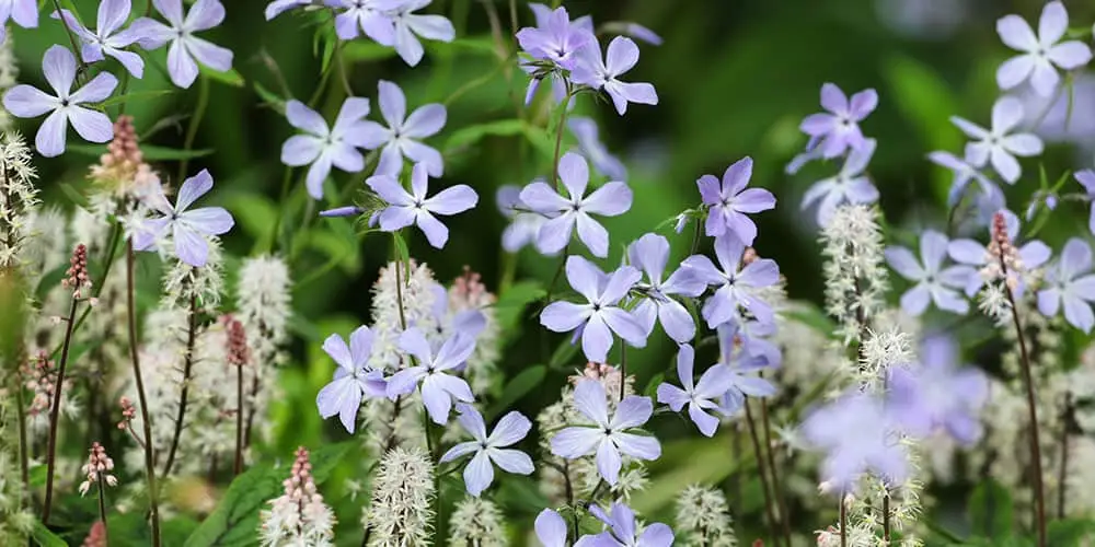 Stephens Landscaping Garden Center - native perennials