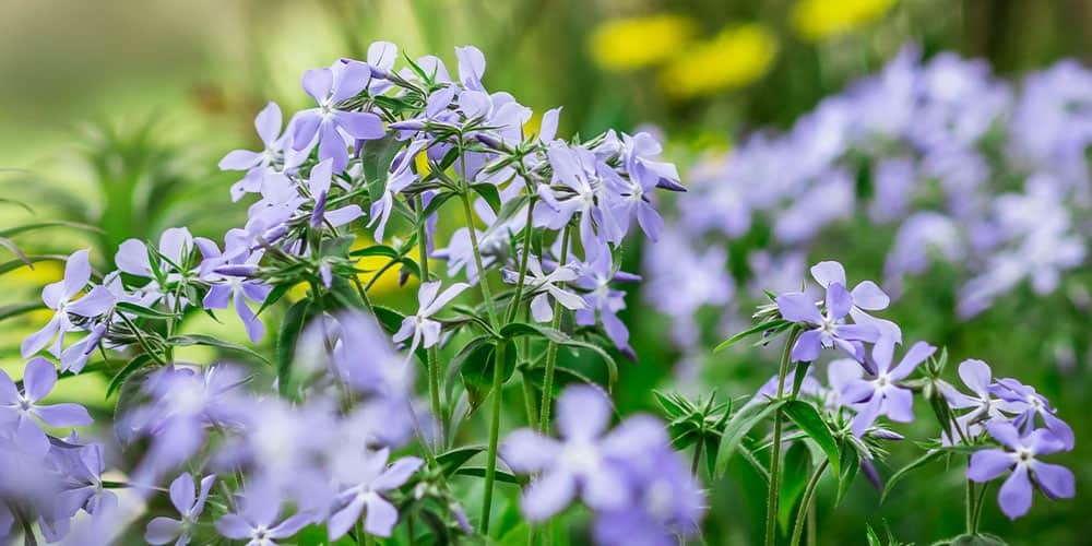 Stephens Landscaping Garden Center -phlox in garden