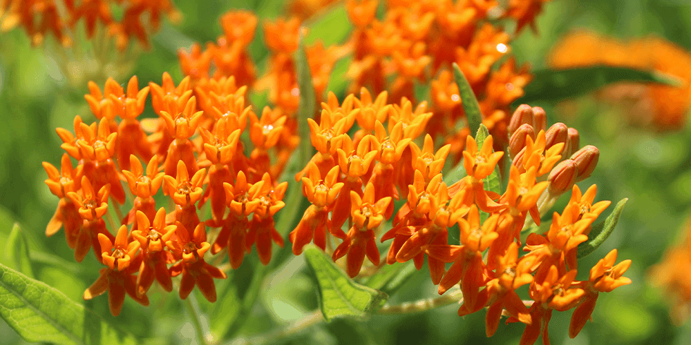 Stephens Landscaping Garden Center - butterfly bush