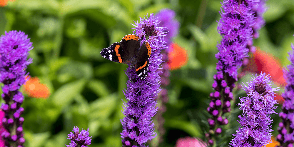 Stephens Landscaping Garden Center --liatris blazing star