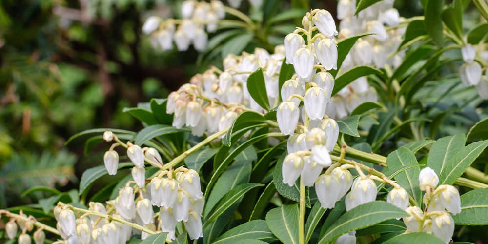 Stephens Landscaping Garden Center -pieris