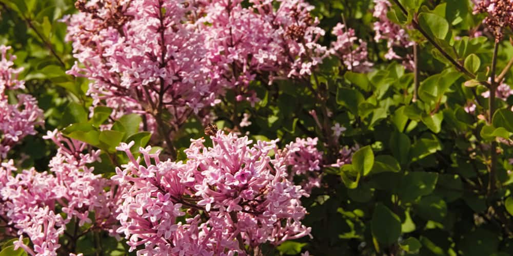 Stephens Landscaping Garden Center -dwarf lilac