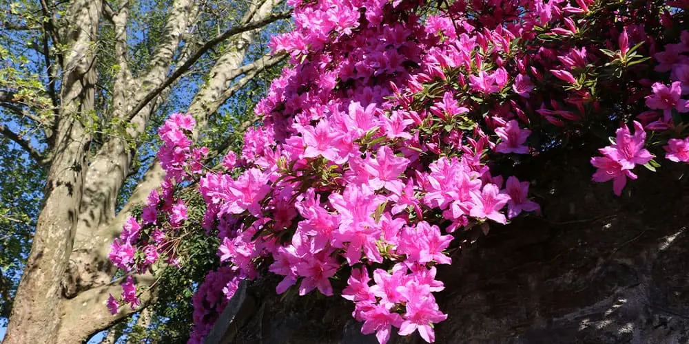 Stephens Landscaping Garden Center -azalea