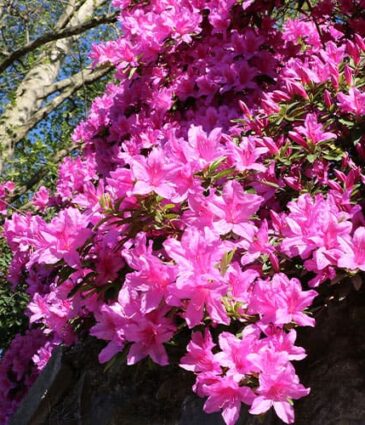 Our Top 8 List of Gorgeous Flowering Shrubs for Moultonborough