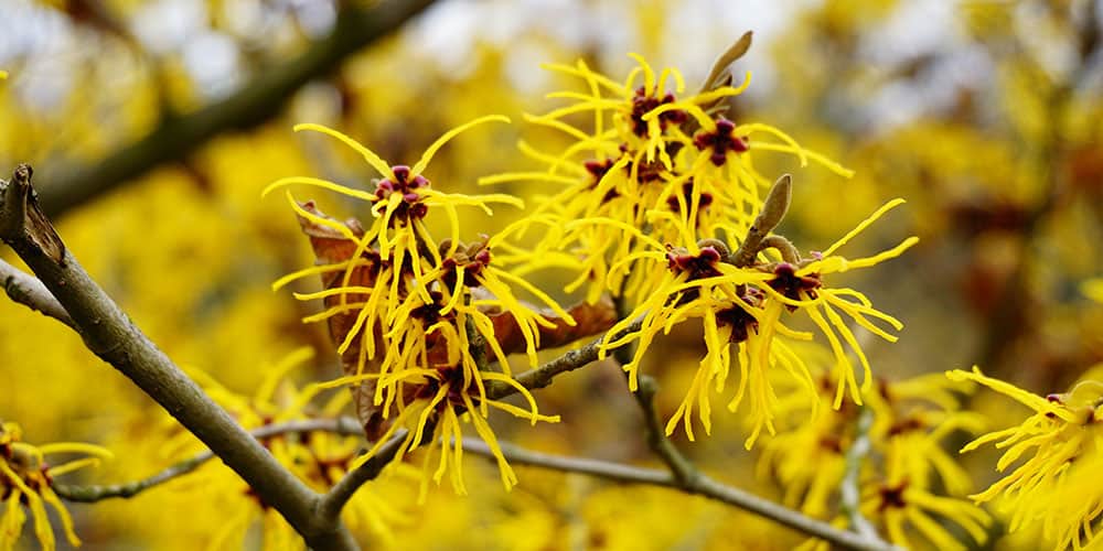 Stephens Landscaping Garden Center -witch hazel