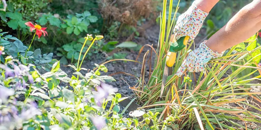 Stephens Landscaping Garden Center -witch hazel