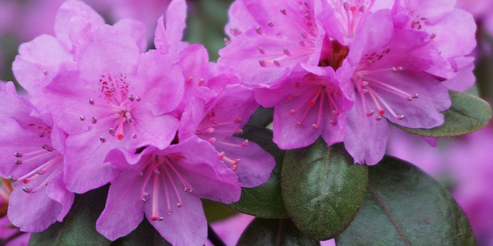 Stephens Landscaping Garden Center - PJM Rhododendron