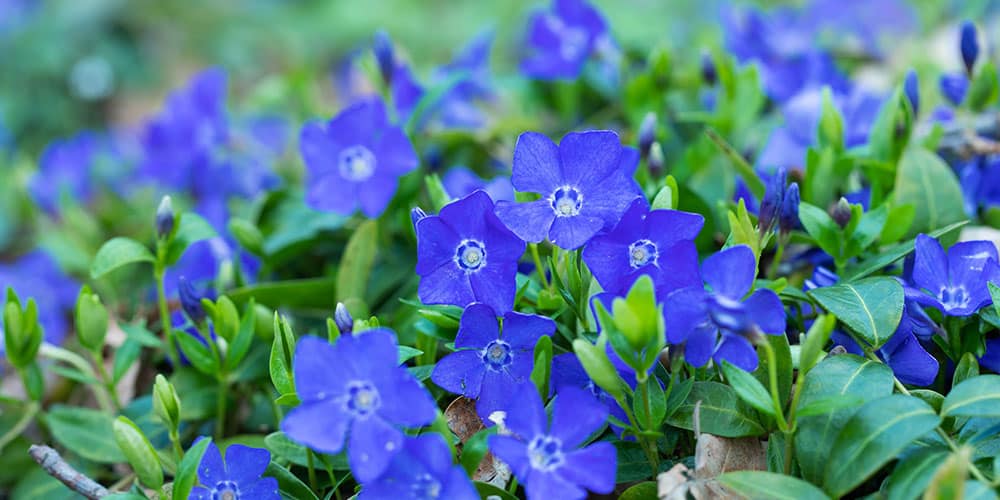 Stephens Landscaping Garden Center - A Guide to Groundcovers -Creeping Myrtle