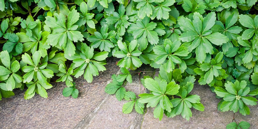 Stephens Landscaping Garden Center - A Guide to Groundcovers -Pachysandra