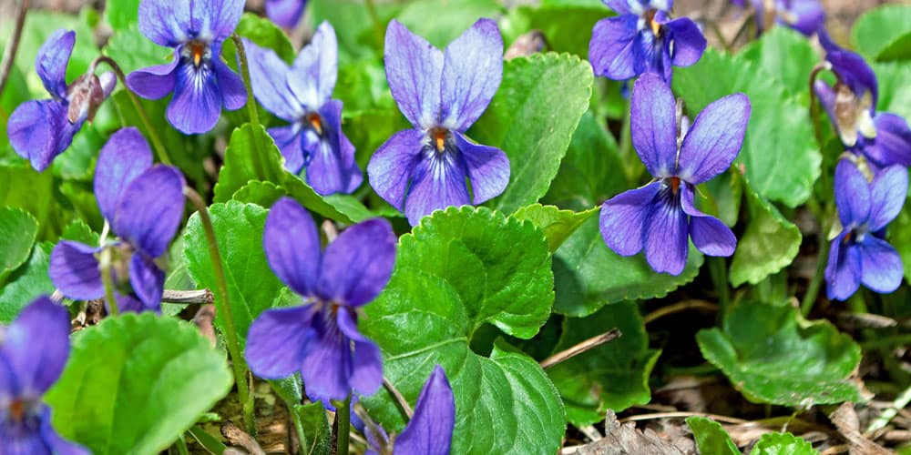 Stephens Landscaping Garden Center - A Guide to Groundcovers creeping violets