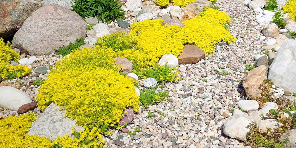 Stephens Landscaping Garden Center - A Guide to Groundcovers -sedum in garden