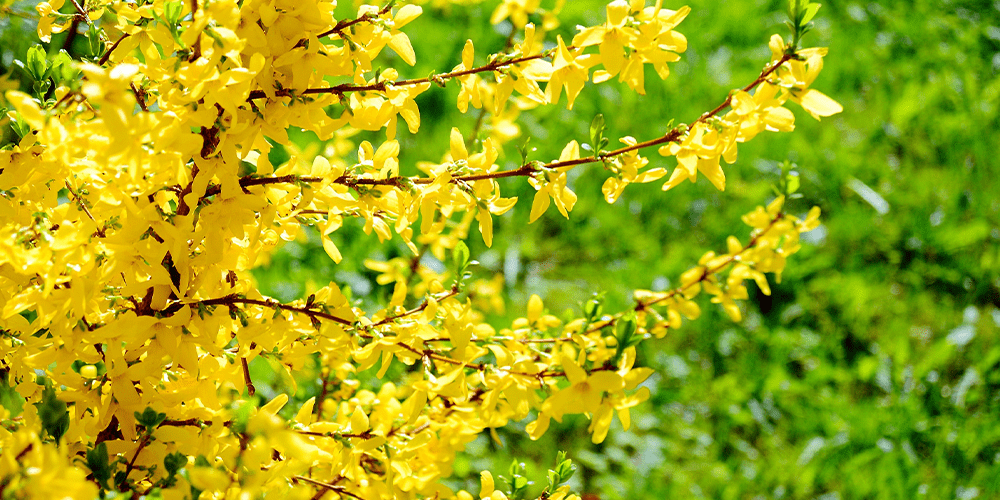 Stephens Landscaping Garden Center -forsythia