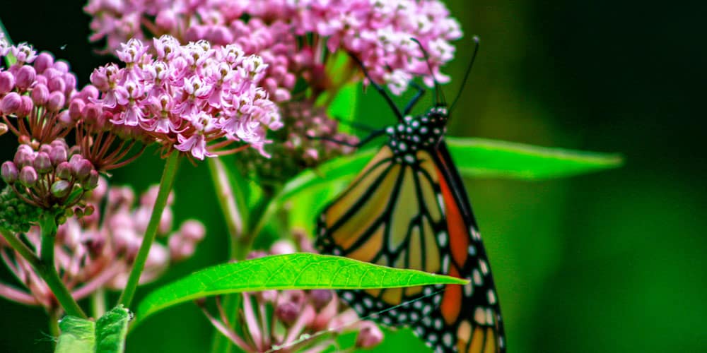 Stephens Landscaping Garden Center -All About Pollinator Gardens-butterfly on mlkweed
