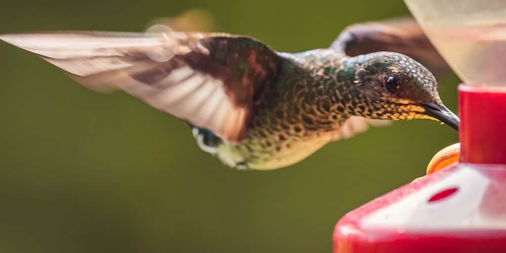 Stephens Landscaping Garden Center -All About Pollinator Gardens-hummingbird on feeder