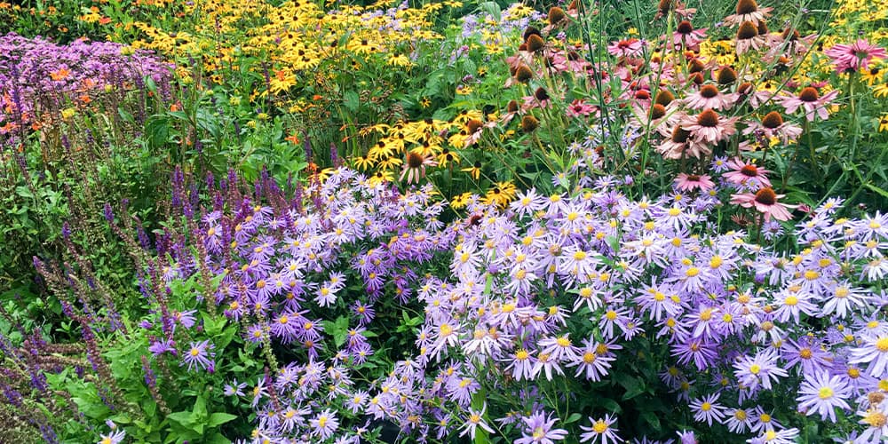 Stephens Landscaping Garden Center -All About Pollinator Gardens-native wildflowers