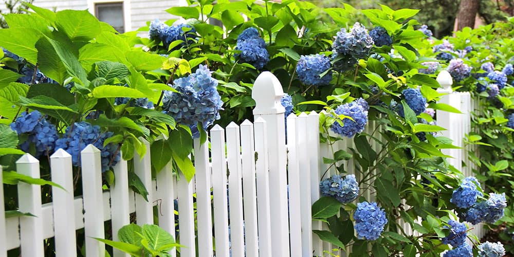Stephens Landscaping Garden Center -How To Trim Your Hydrangea-hydrangea on fence