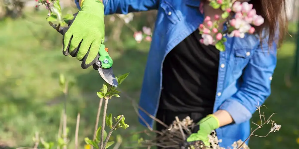 Stephens Landscaping Garden Center -How To Trim Your Hydrangea-pruning back hydrangea