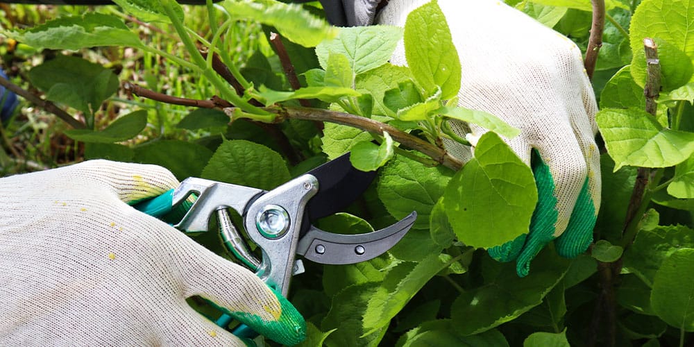 Stephens Landscaping Garden Center -How To Trim Your Hydrangea-pruning hydrangea