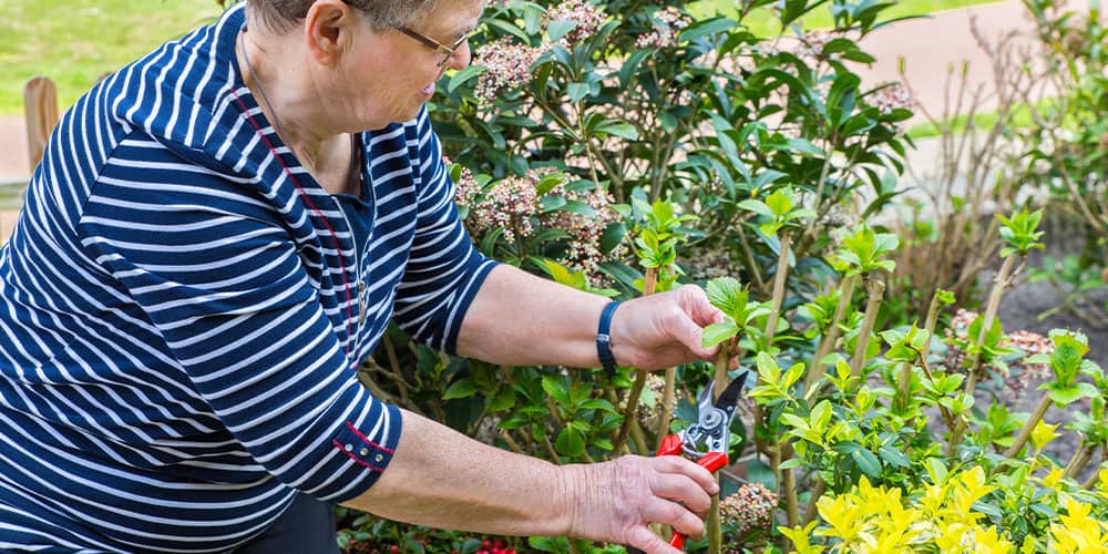 Image of Woman deadheading endless summer hydrangea bush