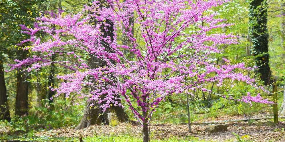 Stephens Landscaping Garden Center -Ornamental Trees-Blooming Redbud