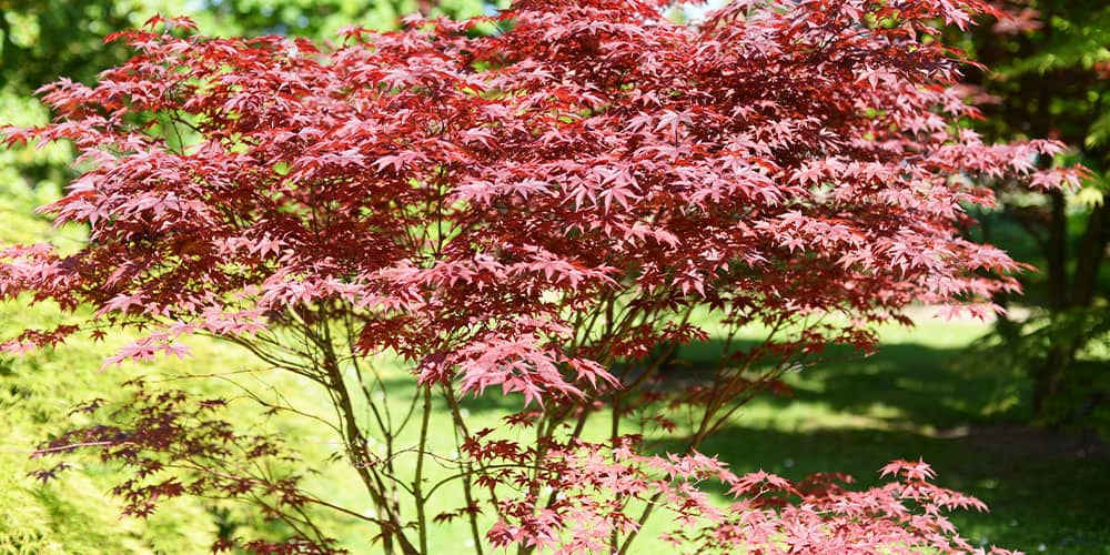 Stephens Landscaping Garden Center -Ornamental Trees-bloodgold japanese maple