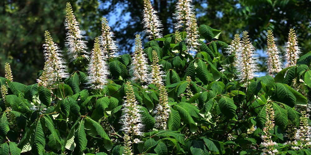 Stephens Landscaping Garden Center -Ornamental Trees-buckeye bottlebrush