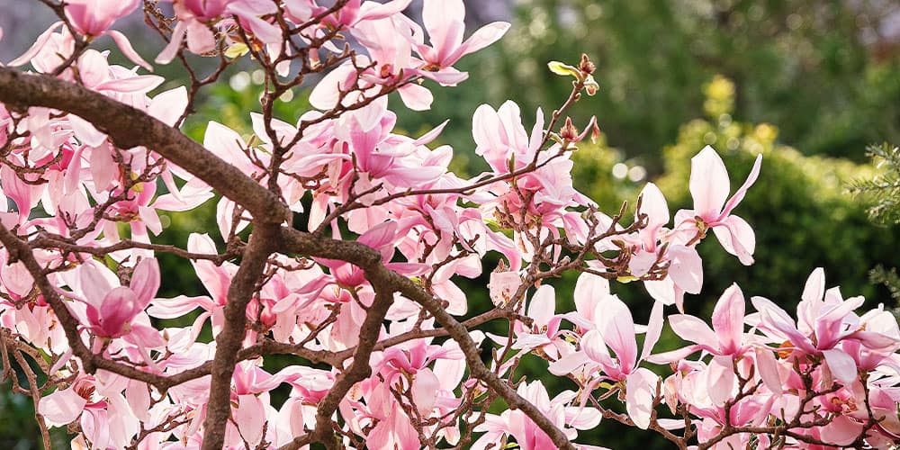 Ornamental Trees and Shrubs - Stephens Landscaping Professionals