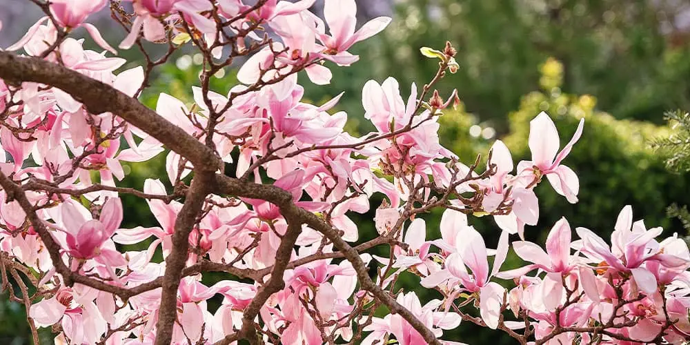 Stephens Landscaping Garden Center -Ornamental Trees-saucer magnolia tree