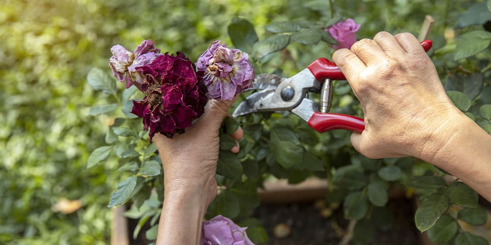 Stephens Landscaping Garden Center - Summer Garden Maintenance-deadheading spent flowers