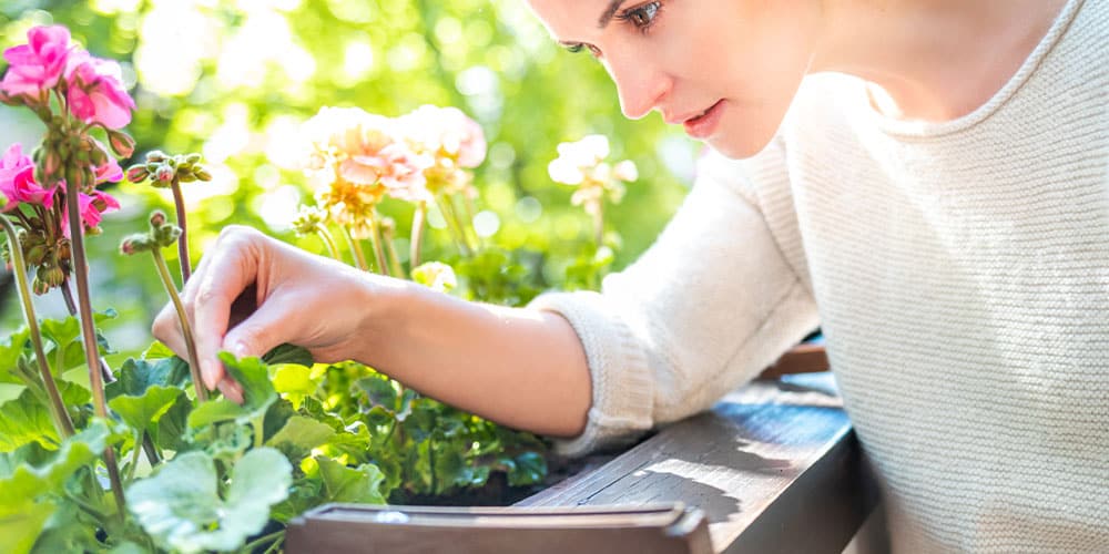 Stephens Landscaping Garden Center - Summer Garden Maintenance-inspecting plants for pests