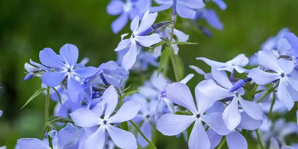 Stephens Landscaping Garden Center -Fragrant Flowers for Moultonborough- woodland phlox flowers